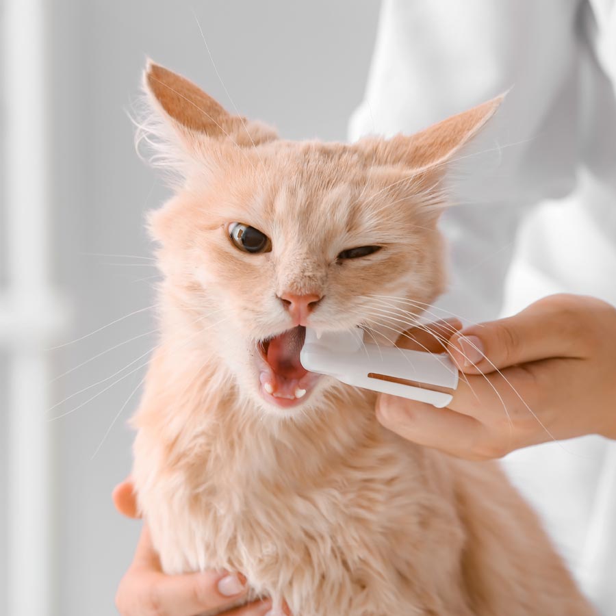 veterinarian cleaning cat's teeth with finger toothbrush