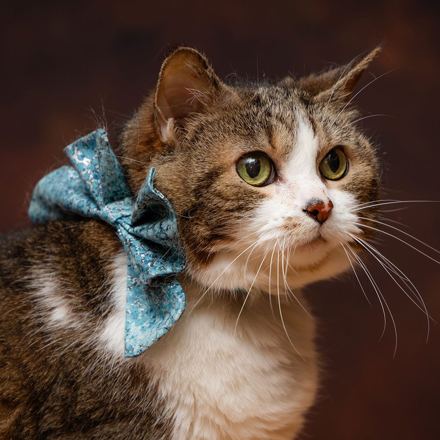 Cat Wearing A Blue Bowtie