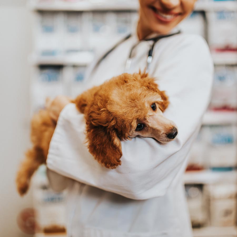 veterinarian smiling and holding dog