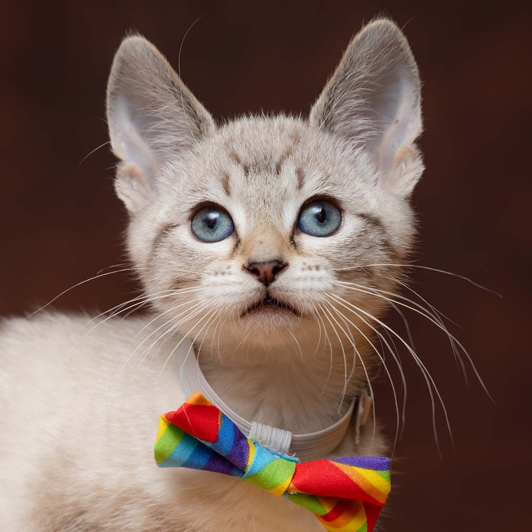 young kitten wearing a colorful bowtie