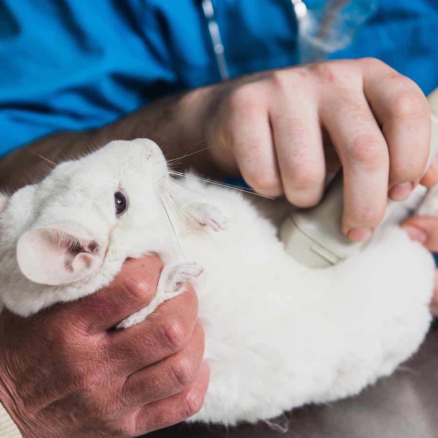 Pet Ultrasound In Dubuque Ia