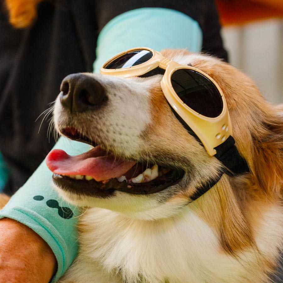 Dog Wearing Laser Therapy Sunglasses