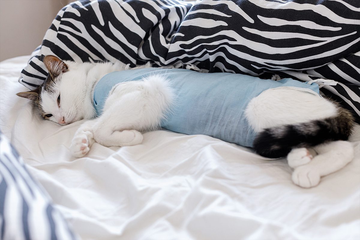 cat wearing gown laying down after surgery