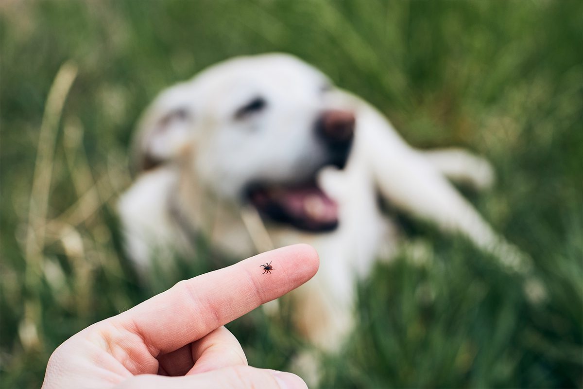 blurry dog with closeup of tick on owners finger