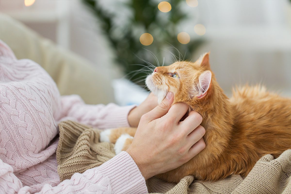 orange cat being petted by owner