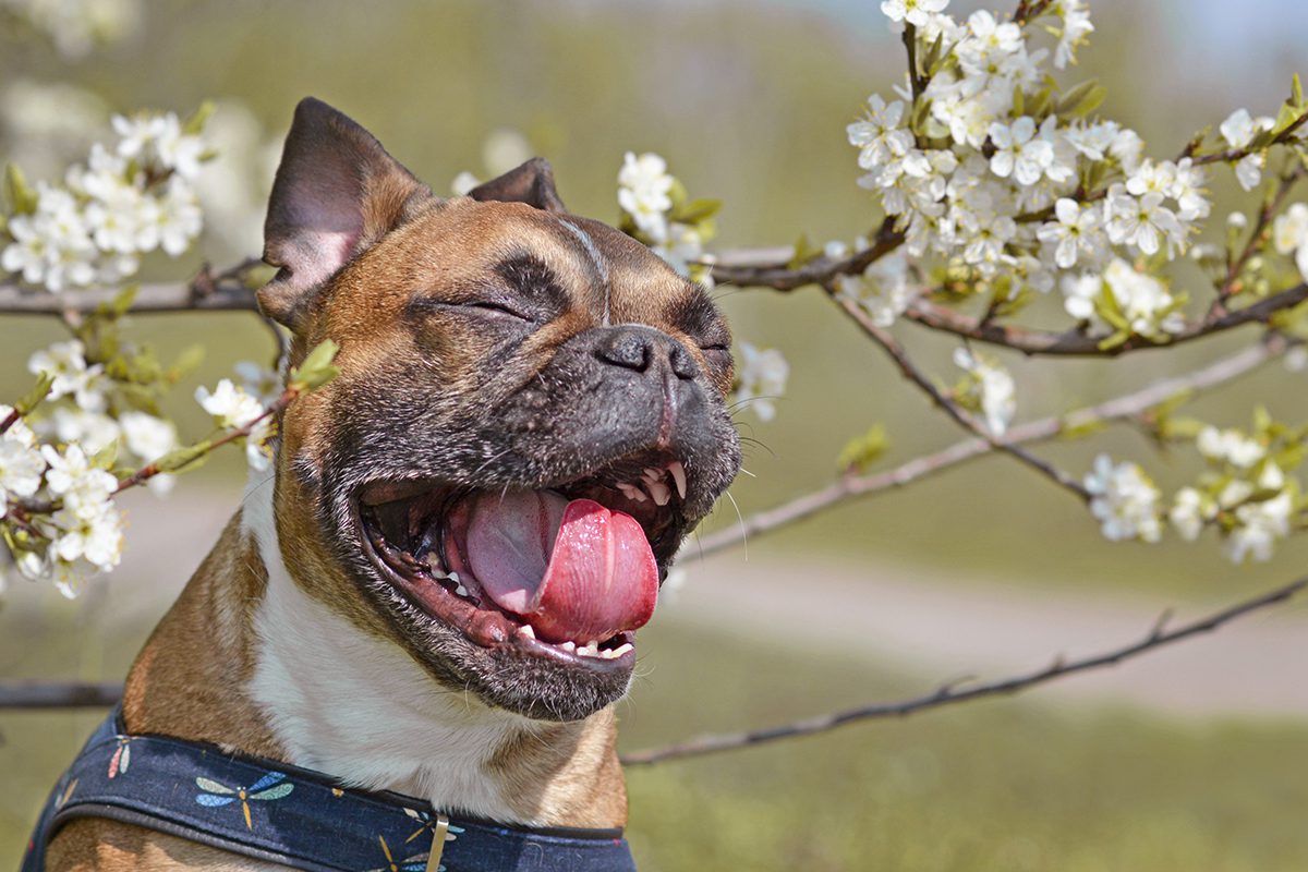 dog outside sneezing from allergies