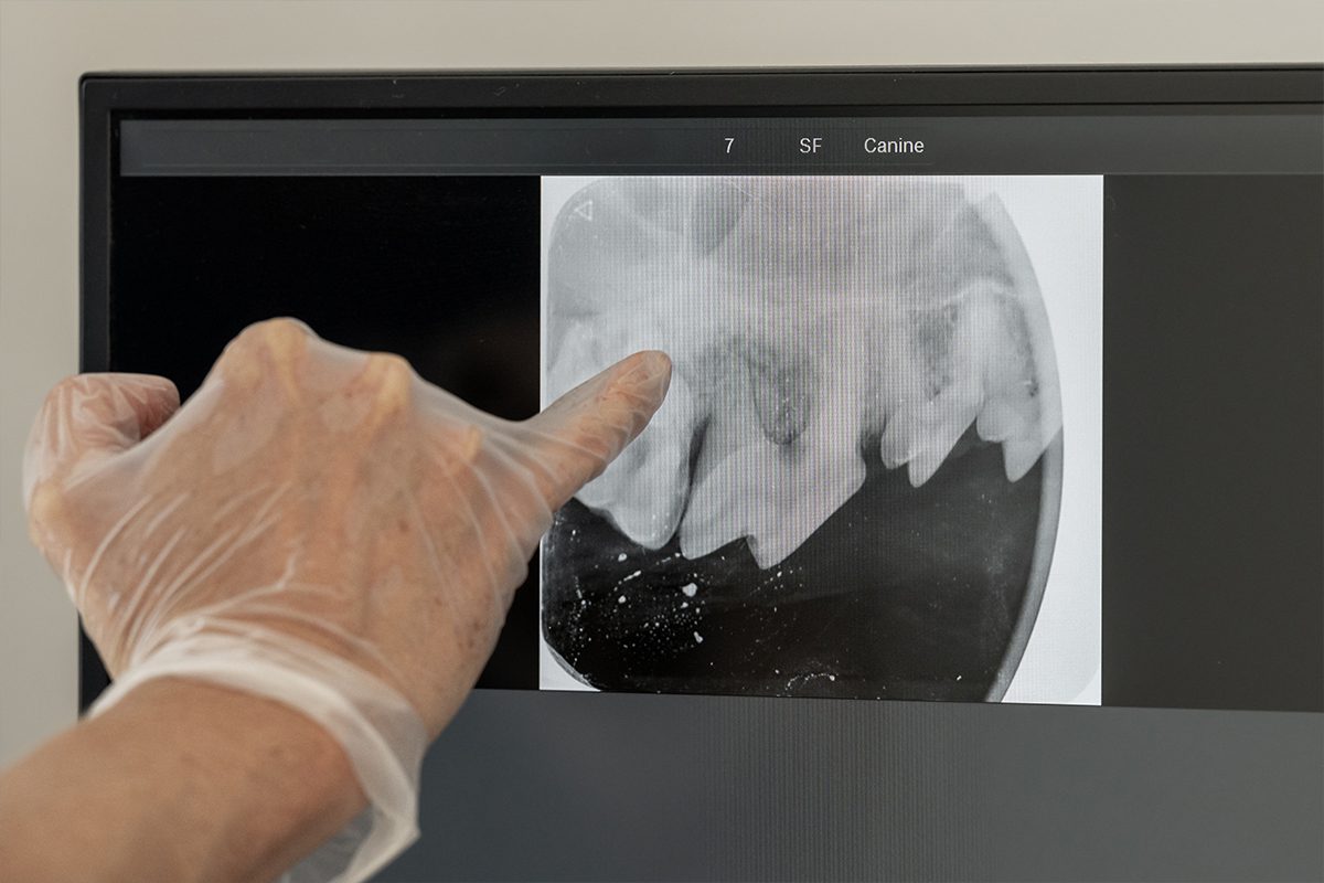 xray of dogs teeth
