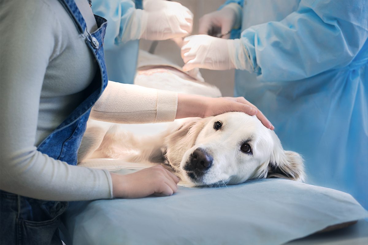 Large dog laying on vet table