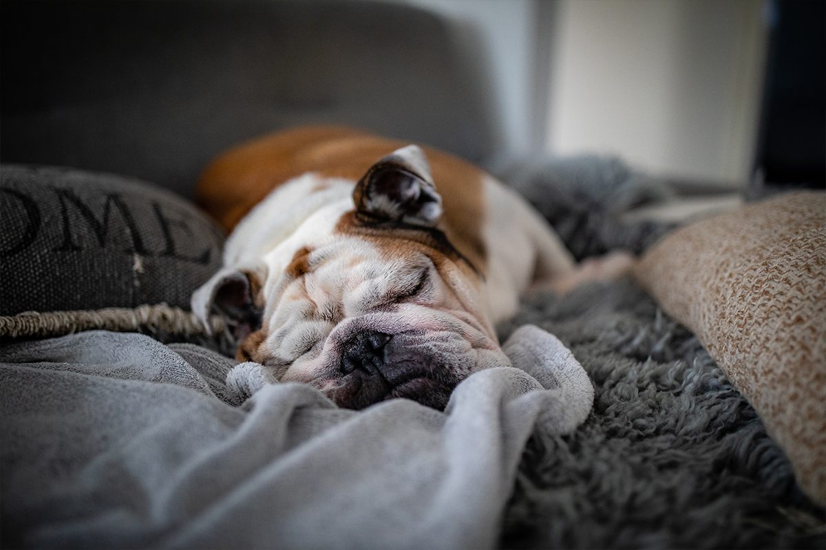 Brachycephalic In Dubuque Ia