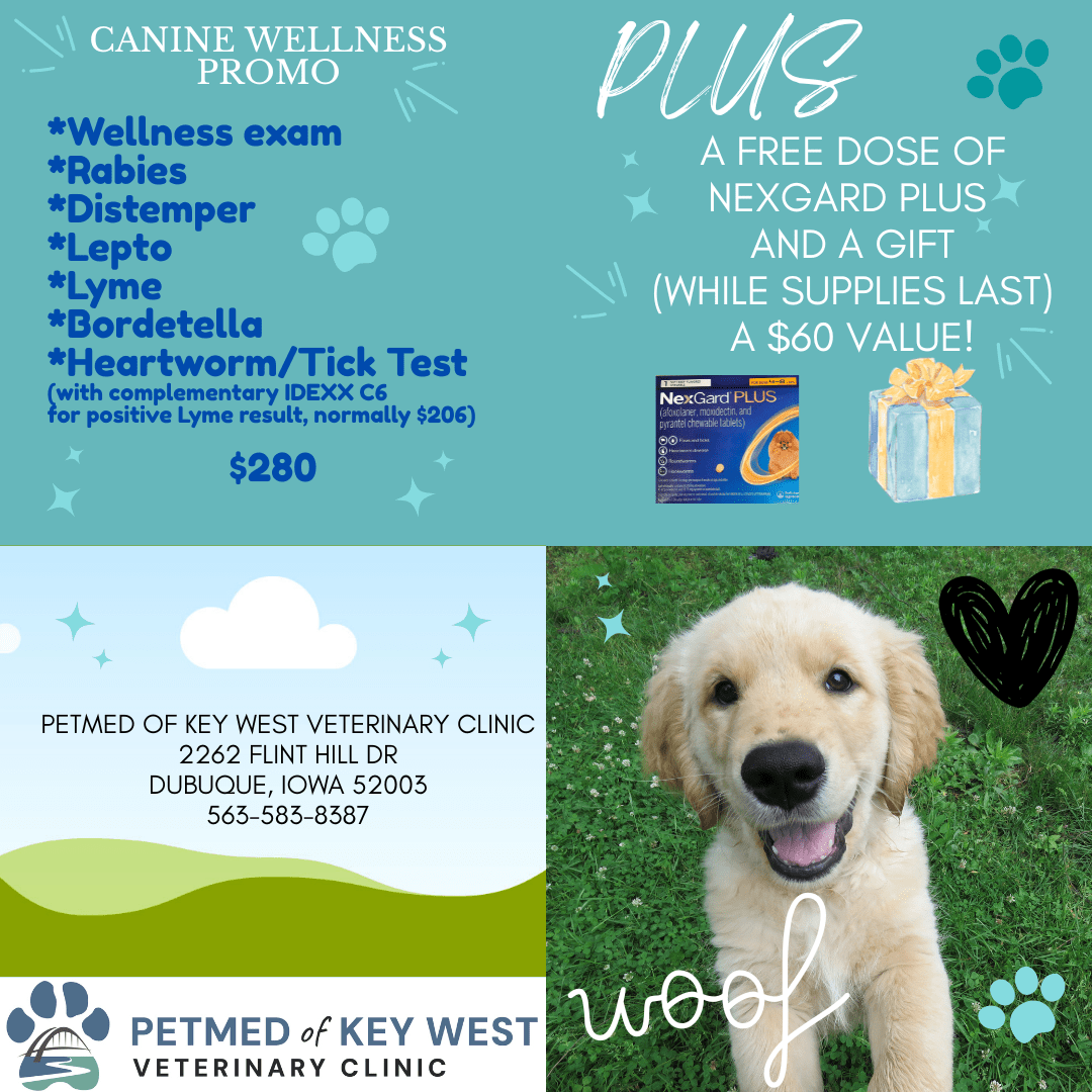 Canine Wellness Promo Canine Wellness Promo
