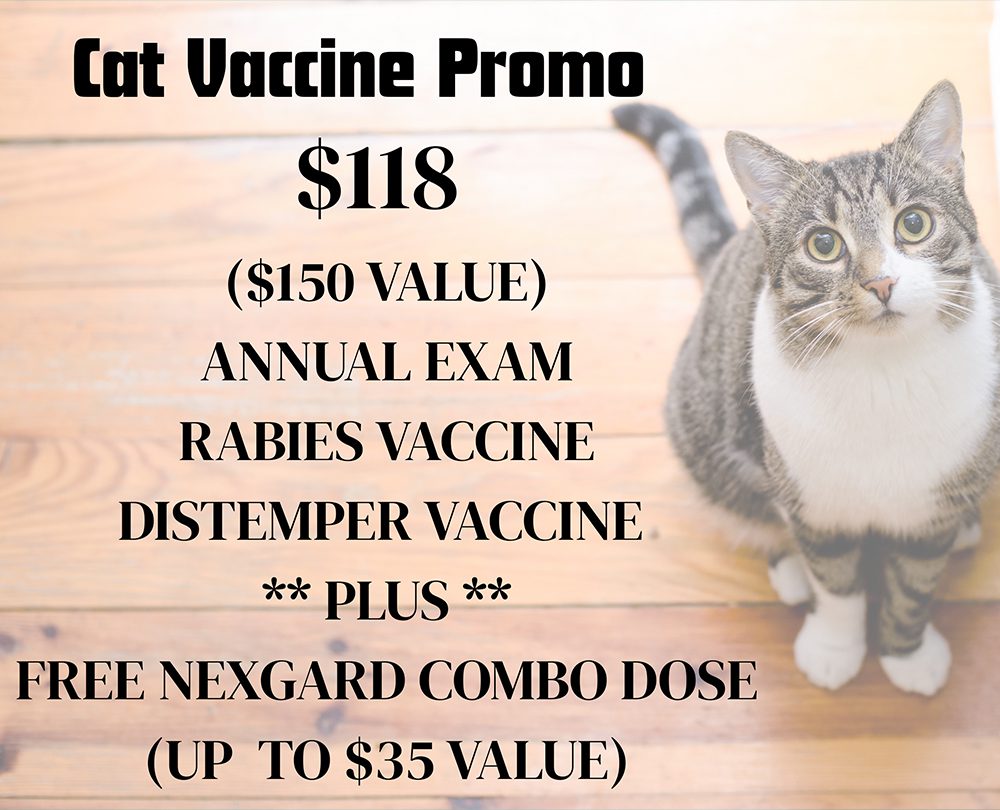 Cat Promo 1