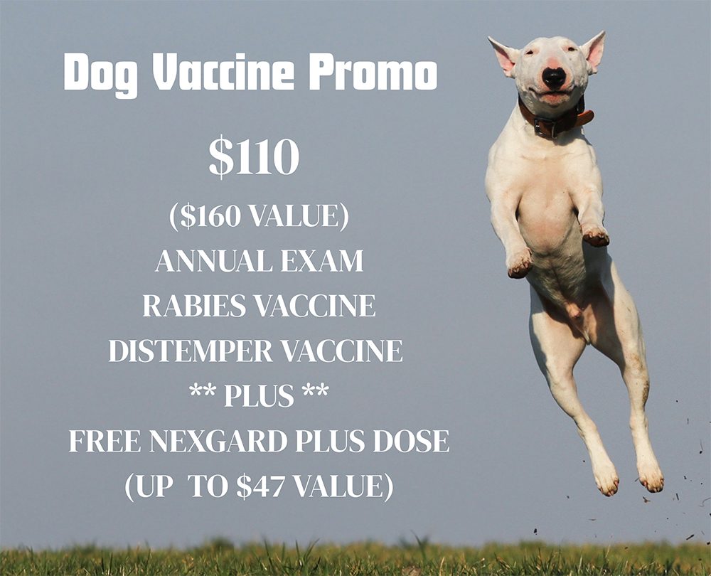 Dog Promo 1