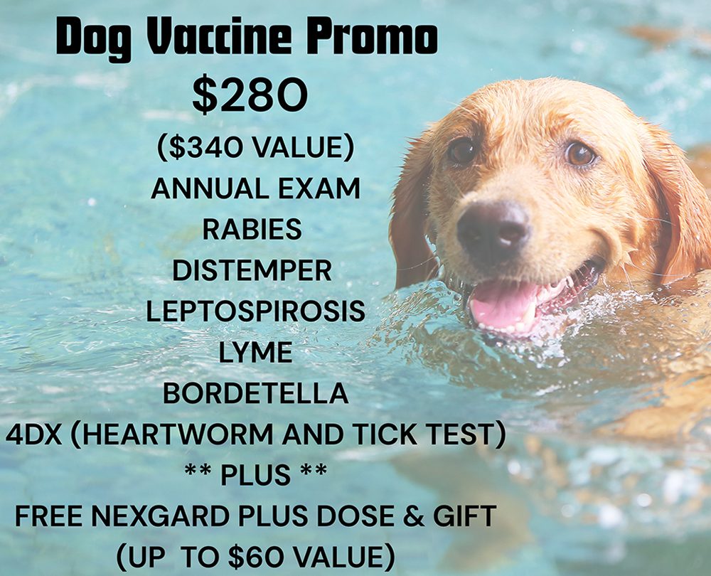 Dog Promo 2
