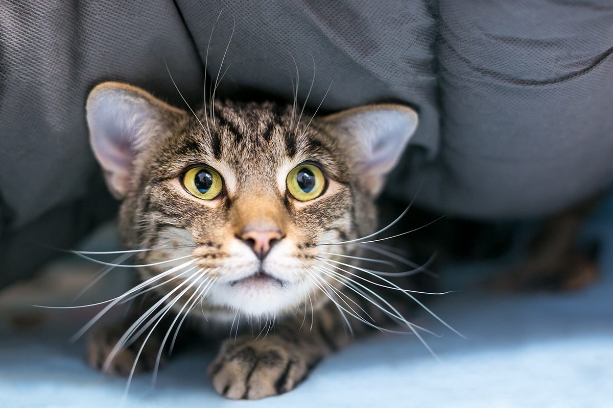 Feline Idiopathic Cystitis In Dubuque Ia