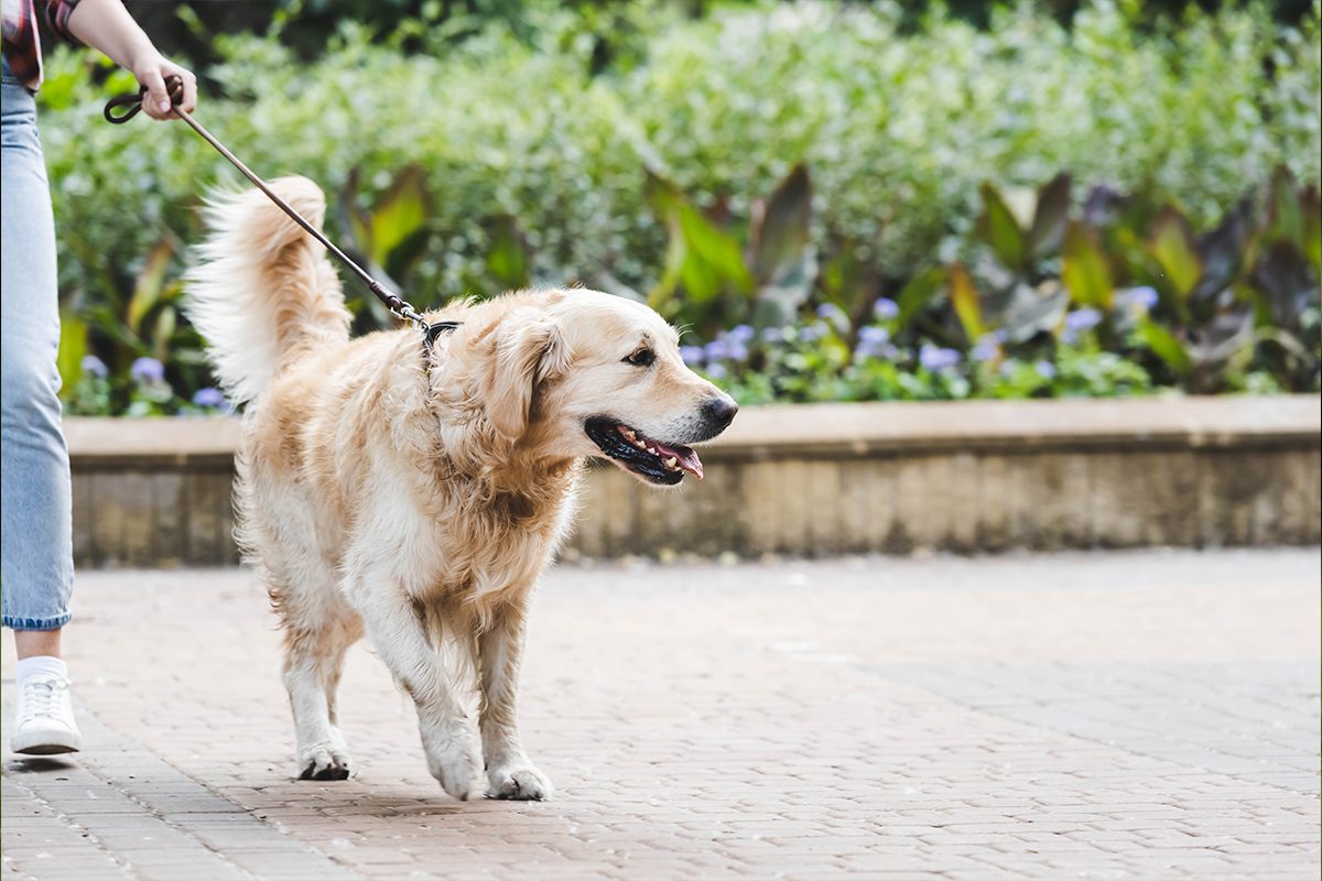 golden retriever limping on walk