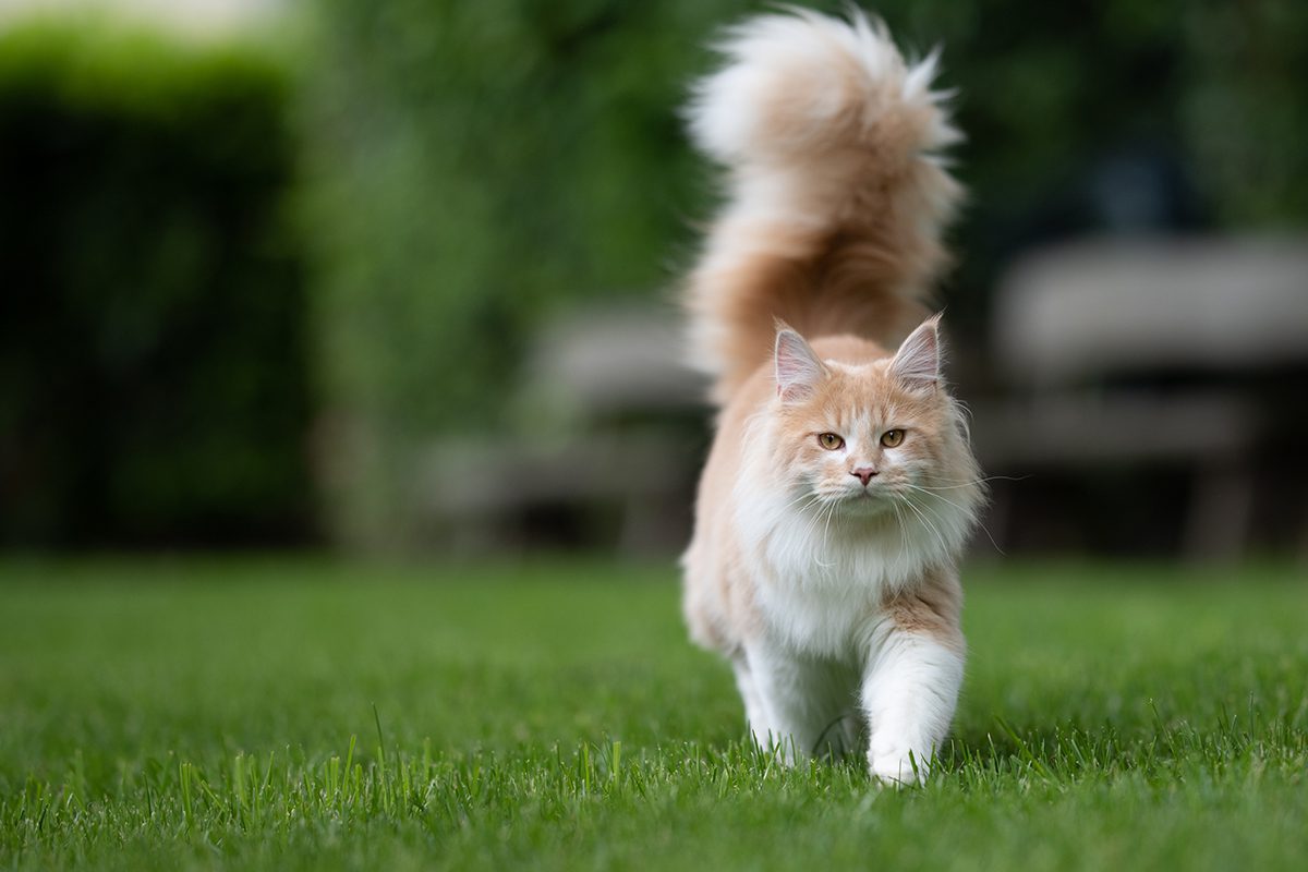 maine coon walking through grass