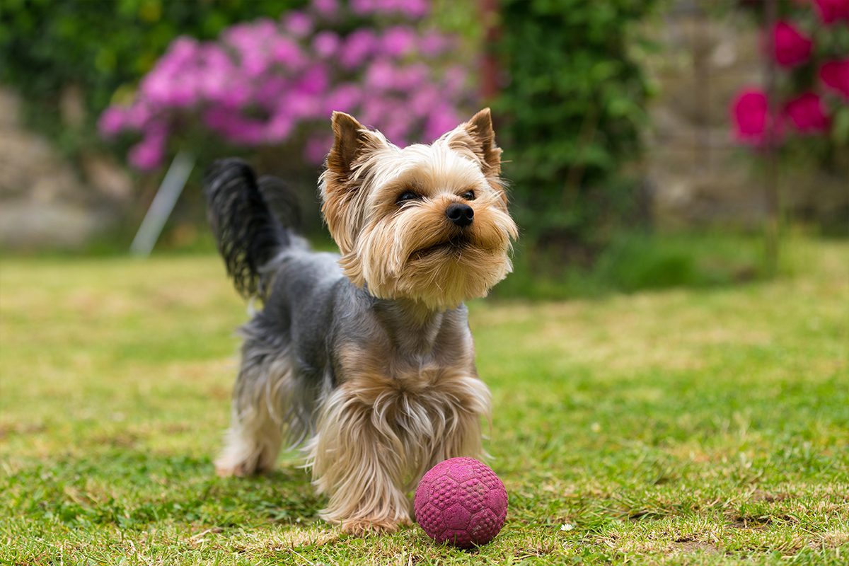 Pancreatitis In Dogs In Dubuque Ia