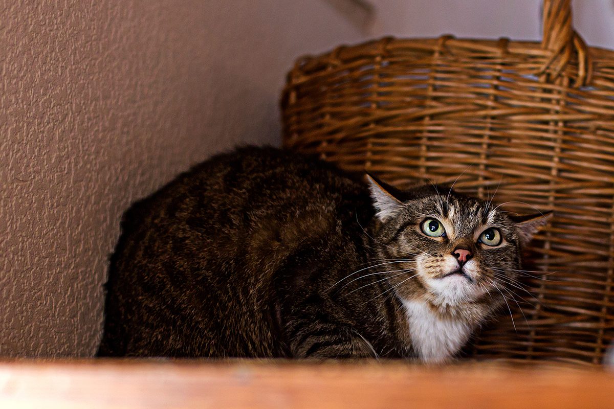 Urinary Blockage In Cats In Dubuque Ia