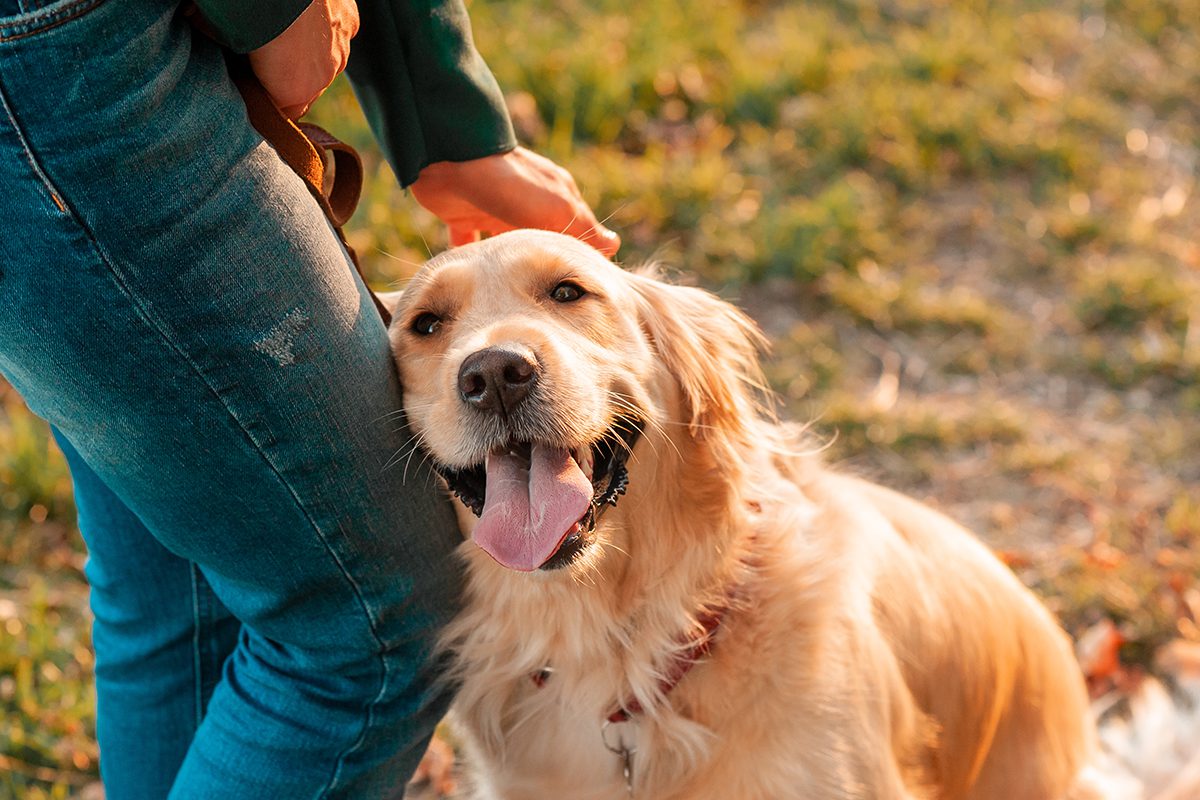 Annual Labs For Pets In Dubuque Ia