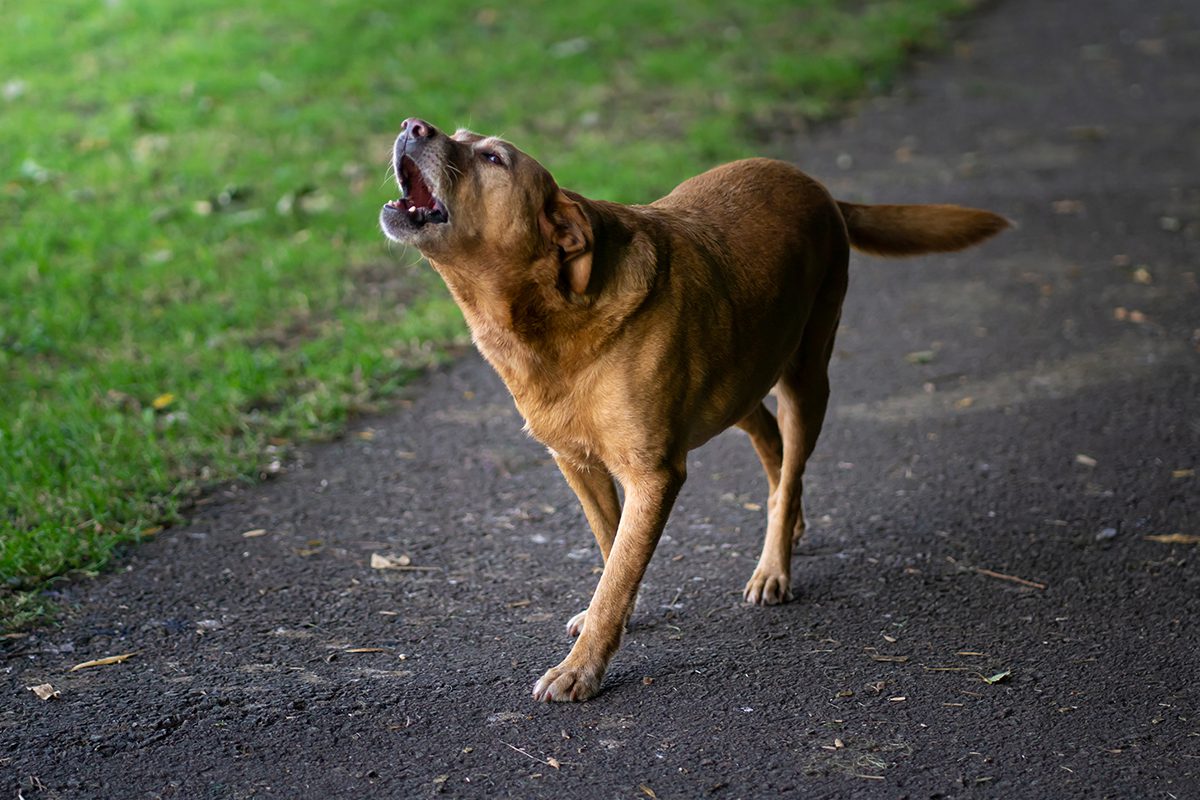 large brown dog on sidewalk barking