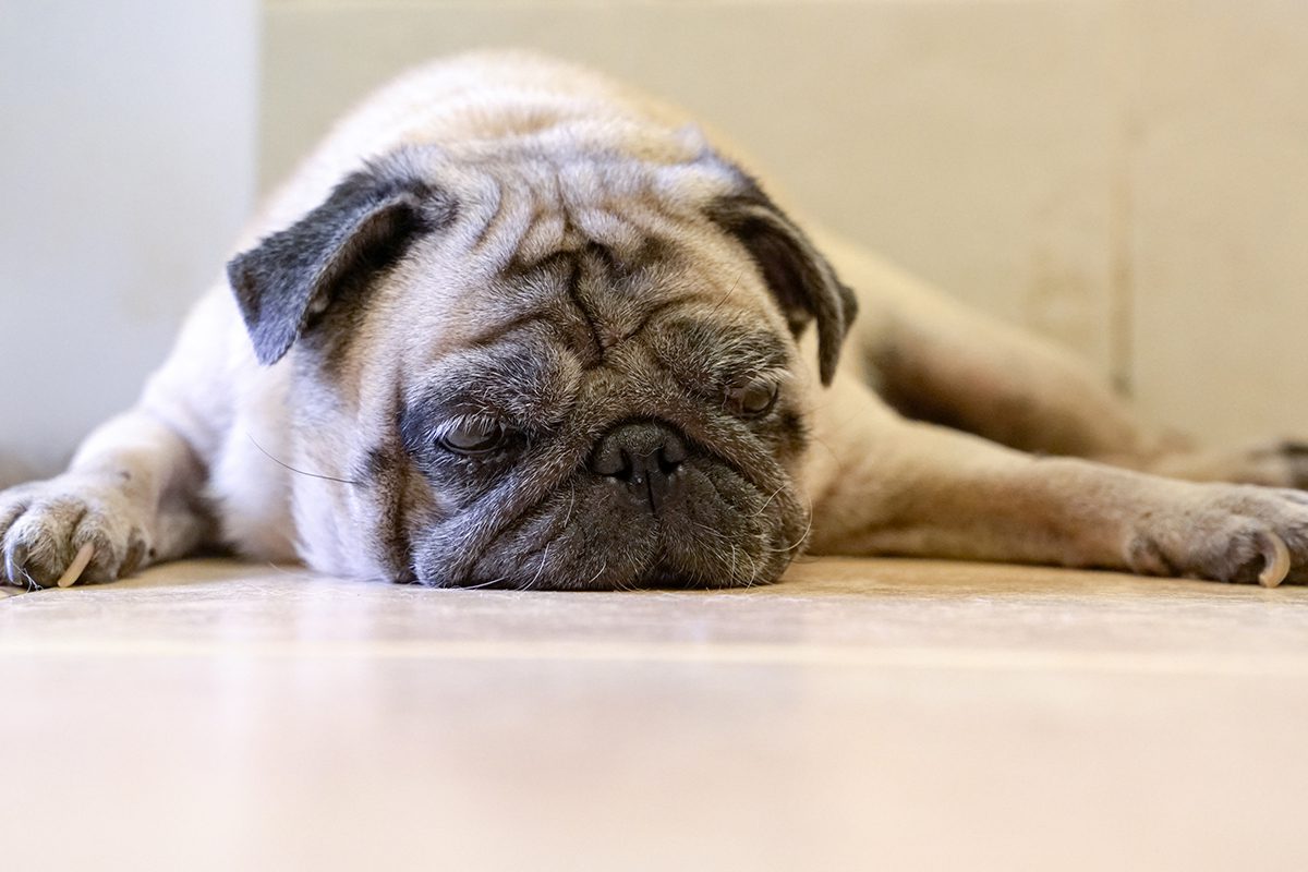 Canine Diabetes In Dubuque Ia