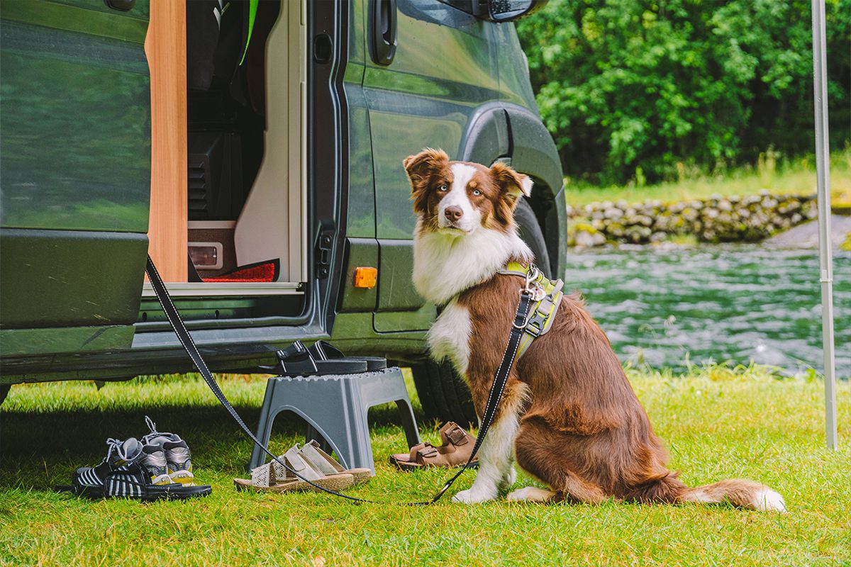 border collie sitting outside of camper