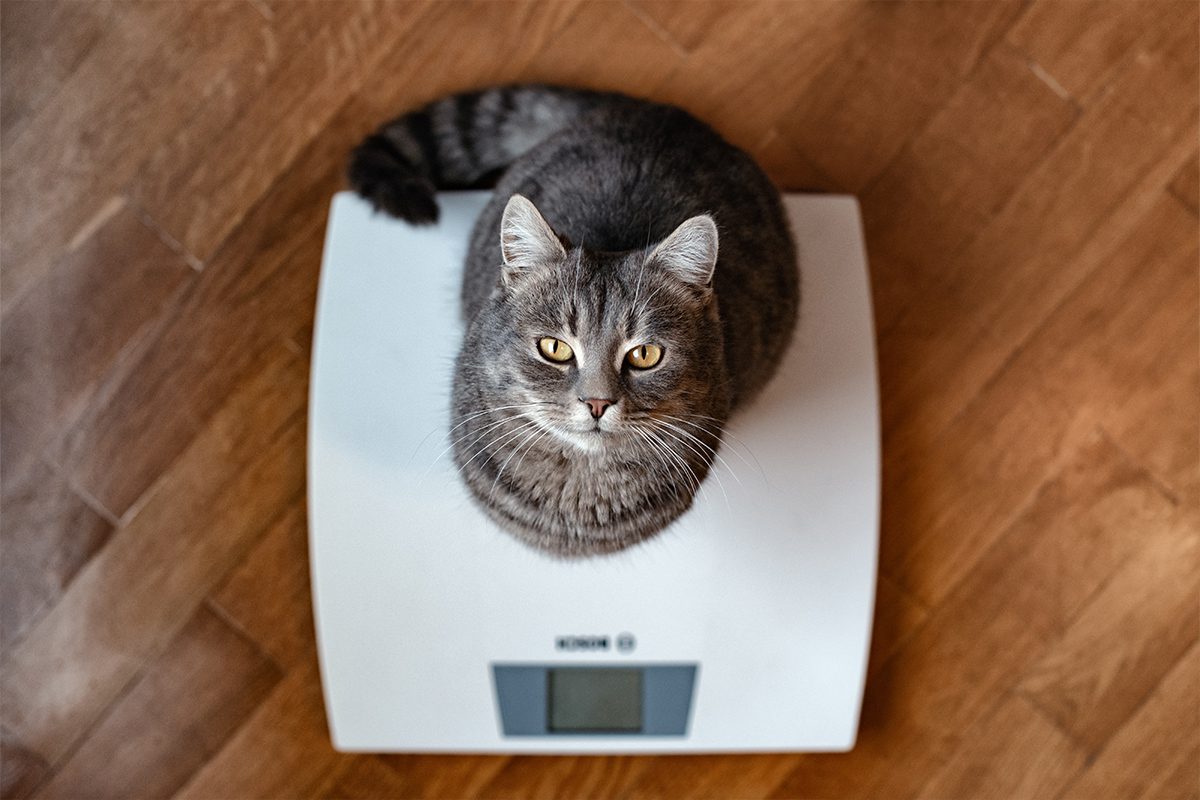 Cat Hypothyroidism In Dubuque Ia
