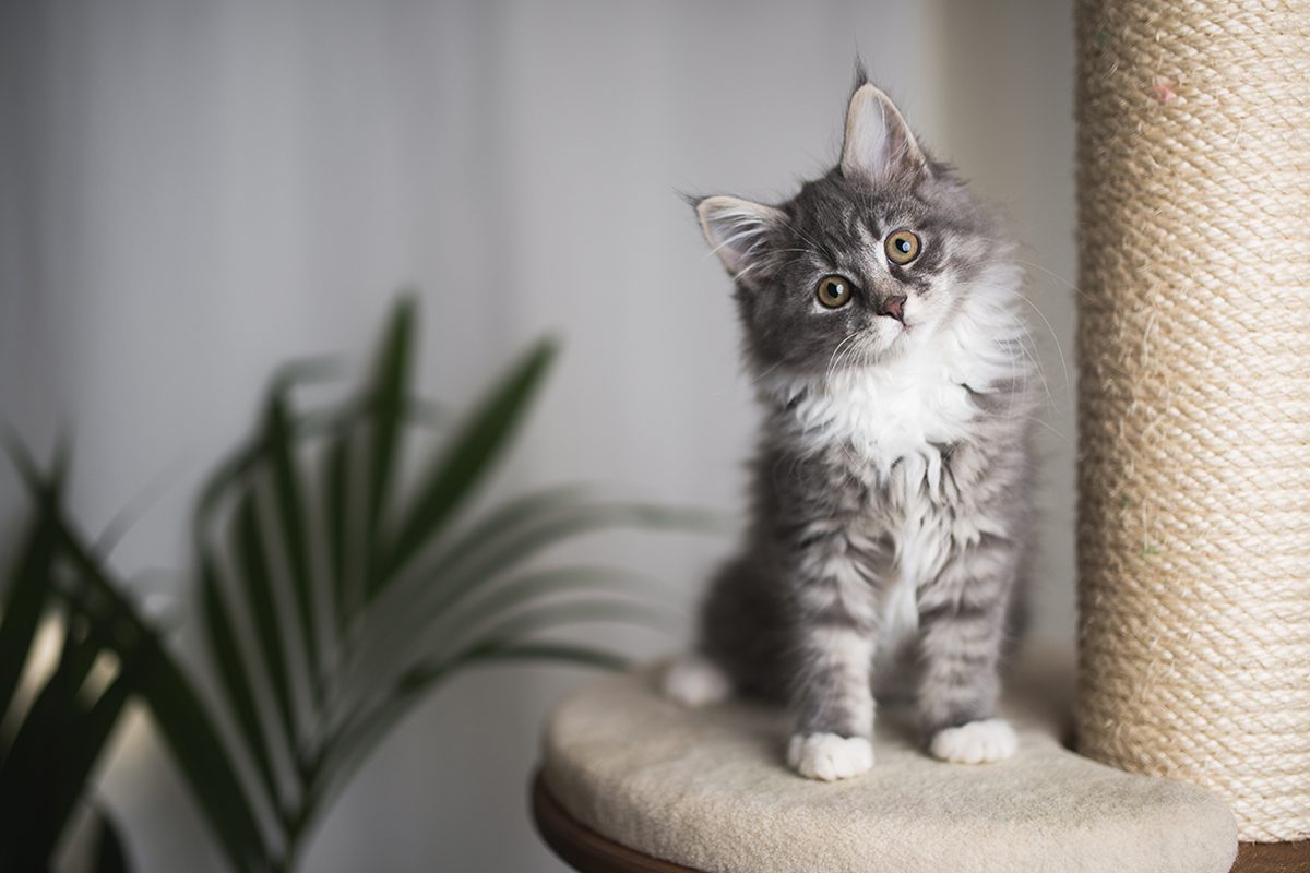 Kitten tilting head while sitting on cat tree