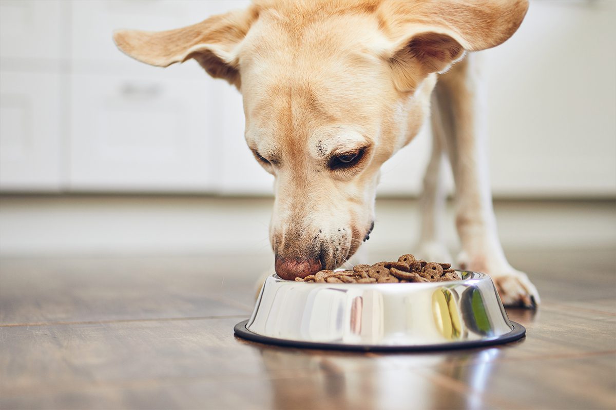 Dog Hypothyroidism In Dubuque Ia