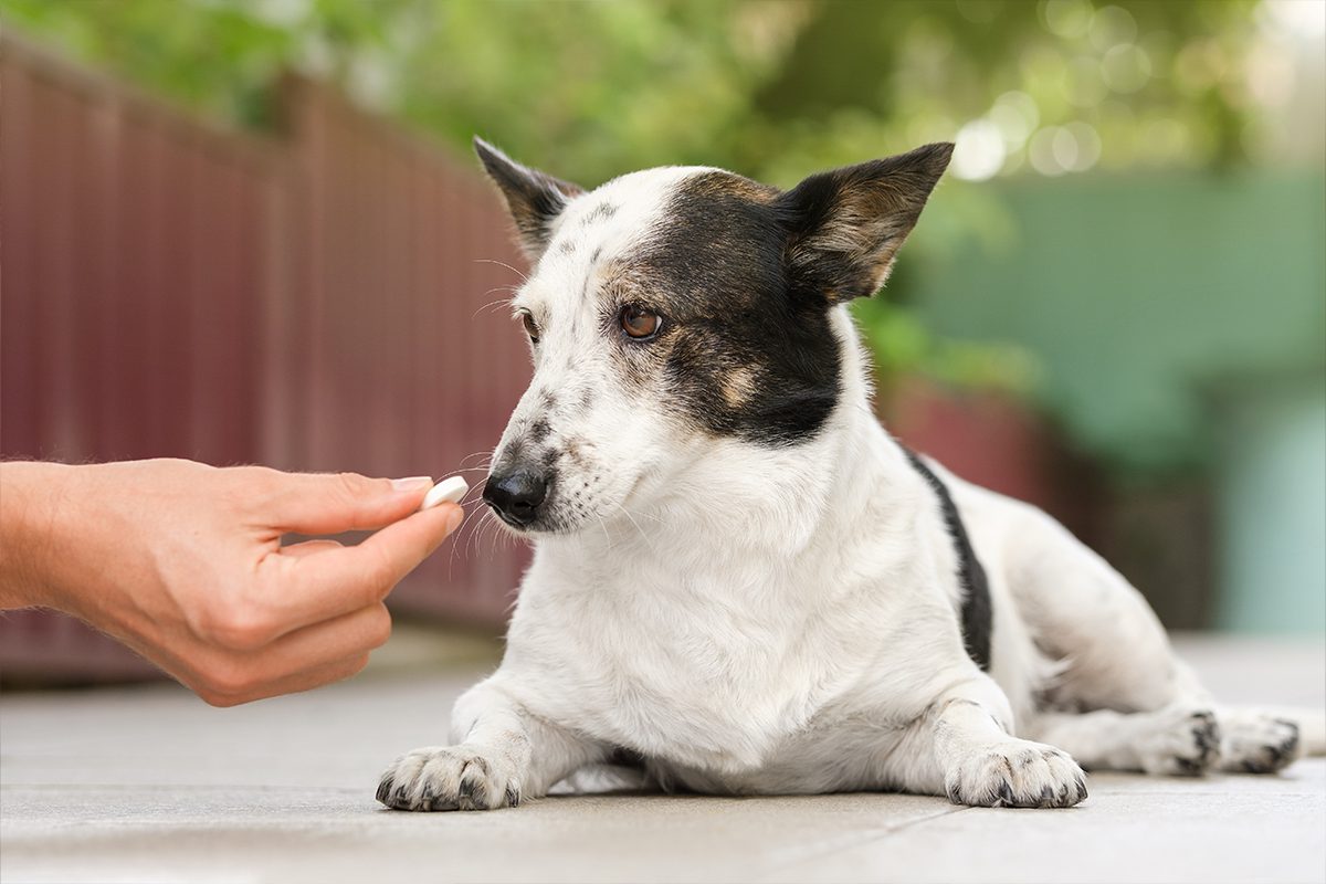 Dog Antibiotics In Dubuque Ia
