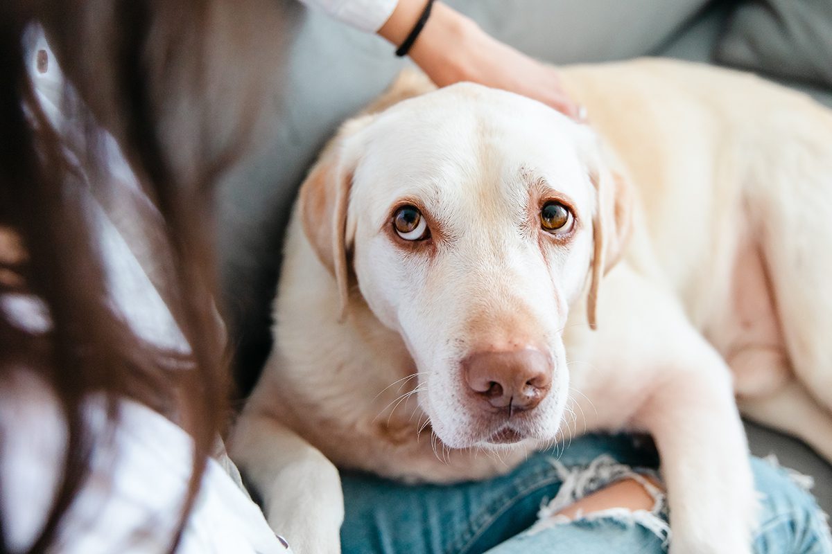 Large sad-looking dog laying down and comforted by owner