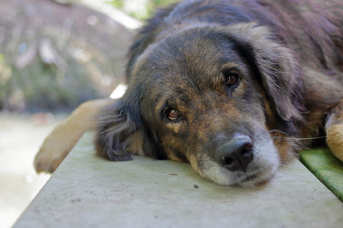Doggy Dementia In Dubuque Ia