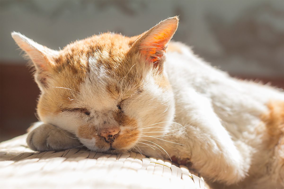 Feline Diabetes Euthanasia In Dubuque Ia