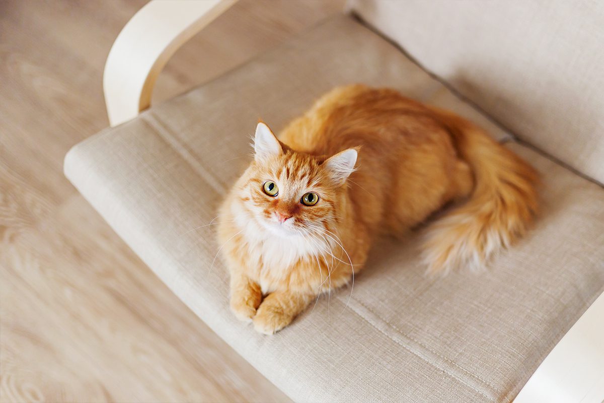 longhaired ginger cat laying on office chair