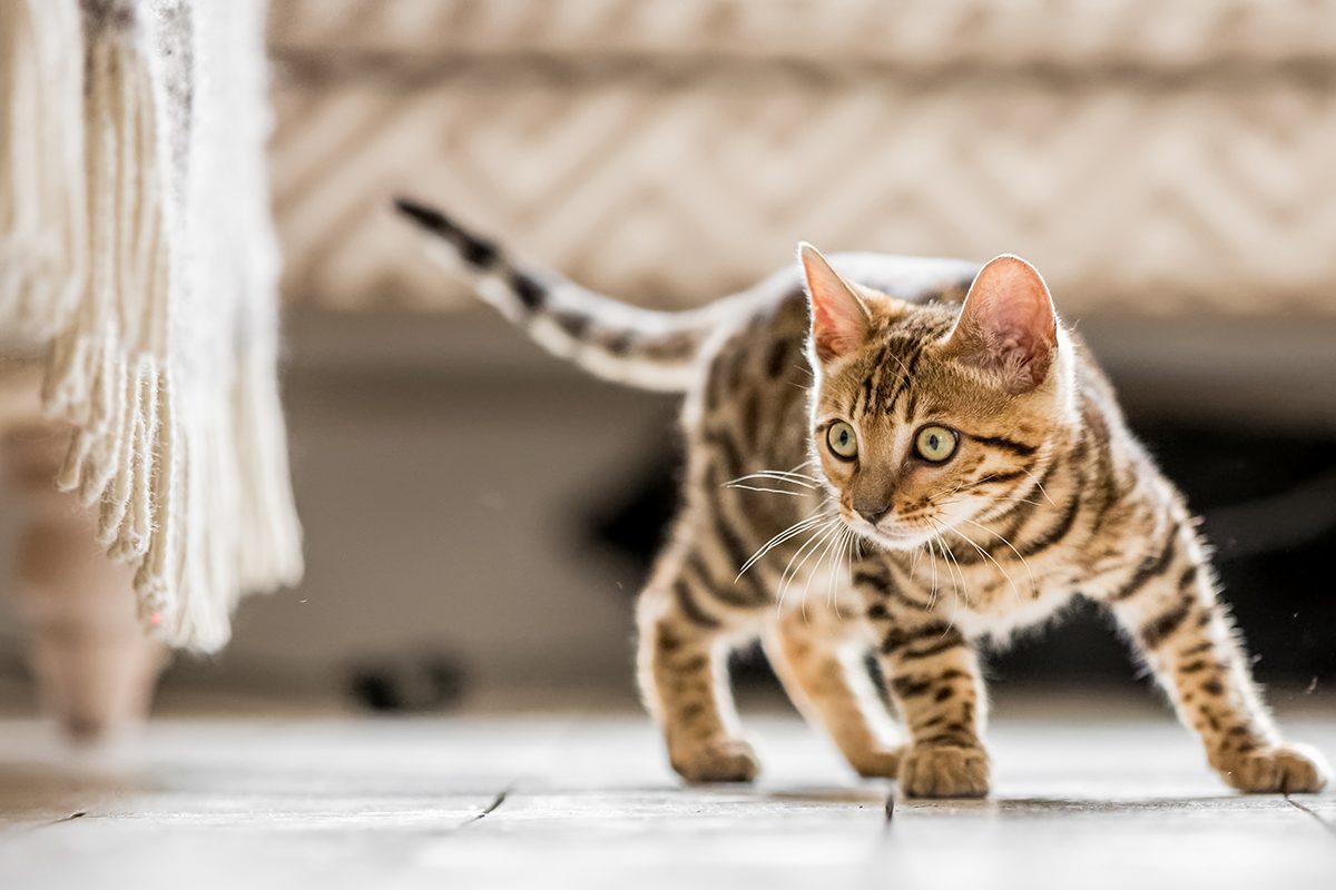 bengal kitten excited about something under table