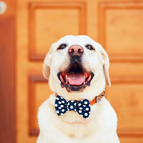 Happy Labrador Retriever Wearing Bowtie