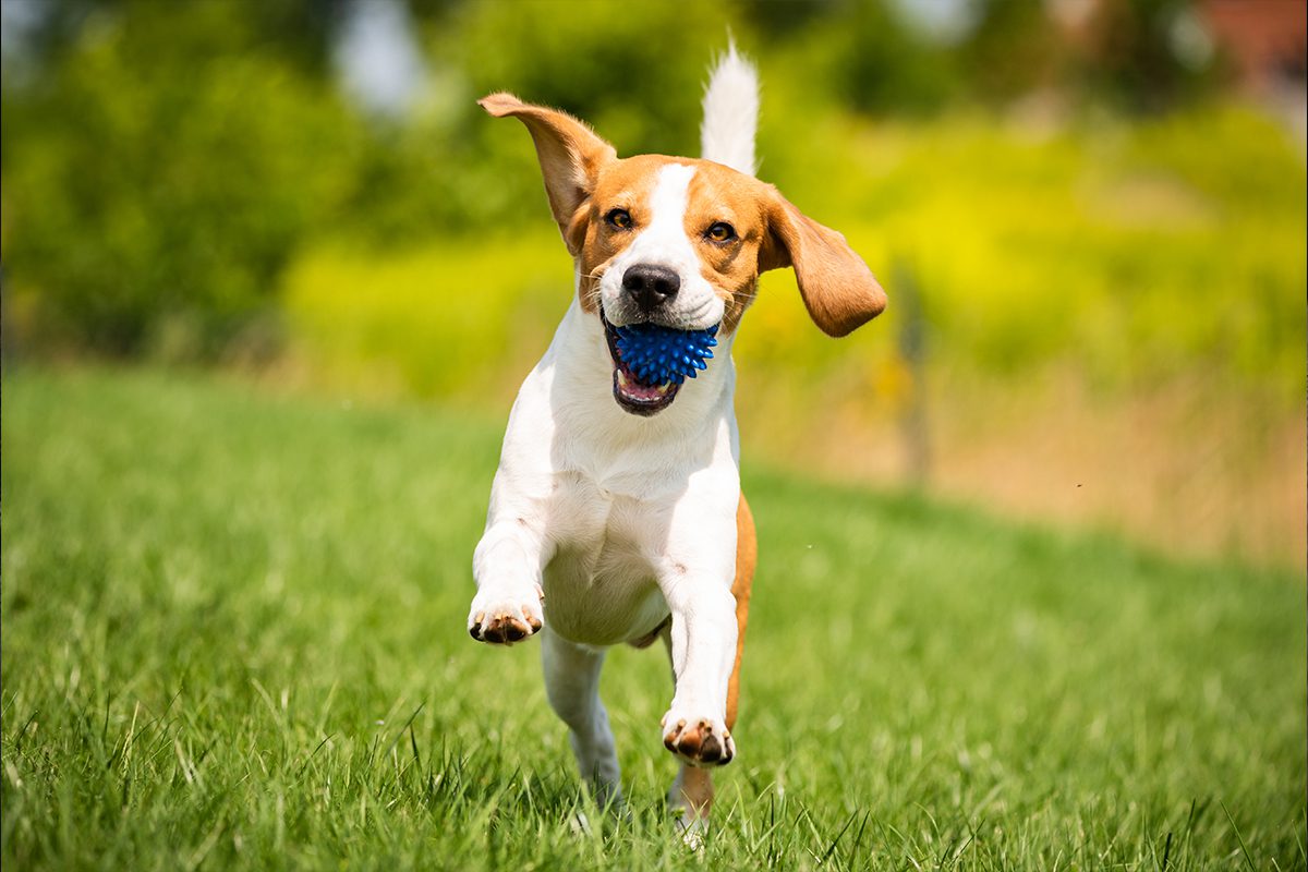 Heatstroke In Dogs In Dubuque Ia