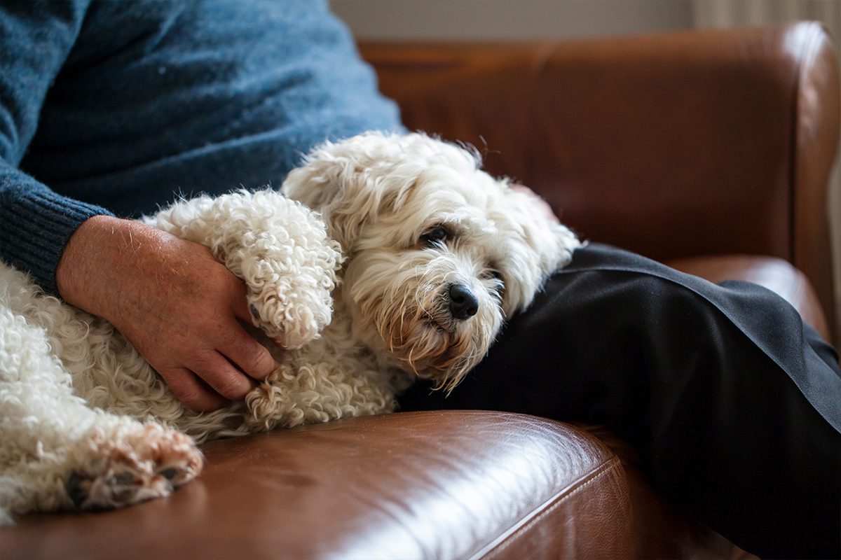 senior small dog on couch with owner