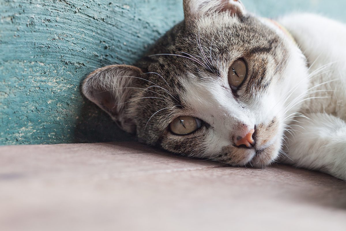 Kidney Disease In Cats In Dubuque Ia