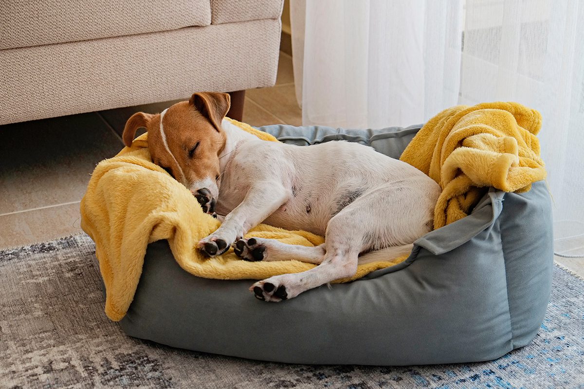 jack terrier sleeping in dog bed