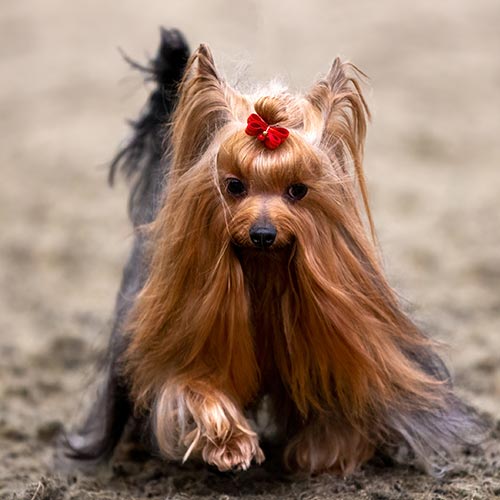 Long Haired Yorkshire Terrier With Red Bow In Hair Walking Outside