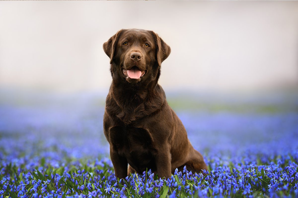 black lab sitting in field of purple flowers