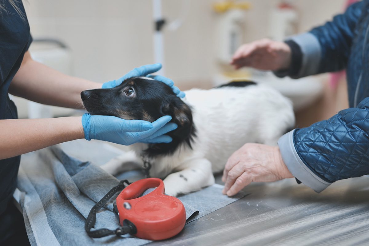 Marijuana Toxicity In Pets In Dubuque Ia