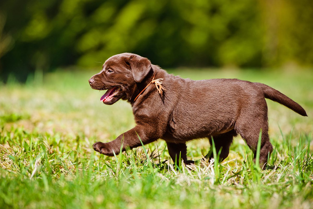 Black labrador puppy walking through grass