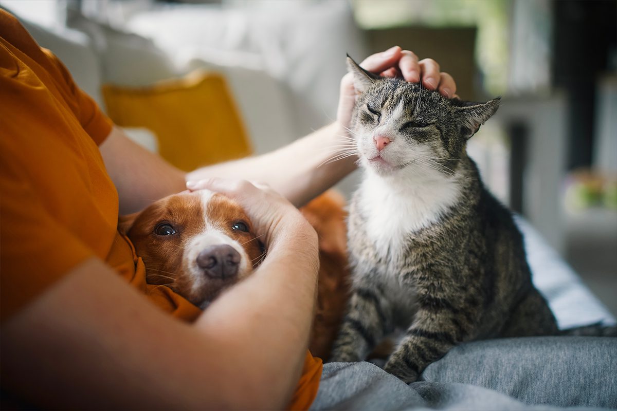 dog and senior cat comforted by owner