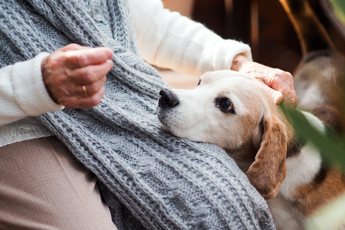 Pet Insurance In Dubuque Ia