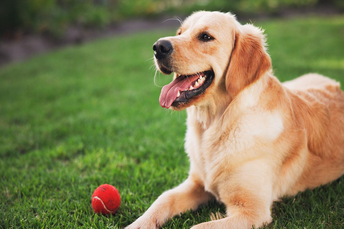 Happy Golden retriever resting in backyard with a ball