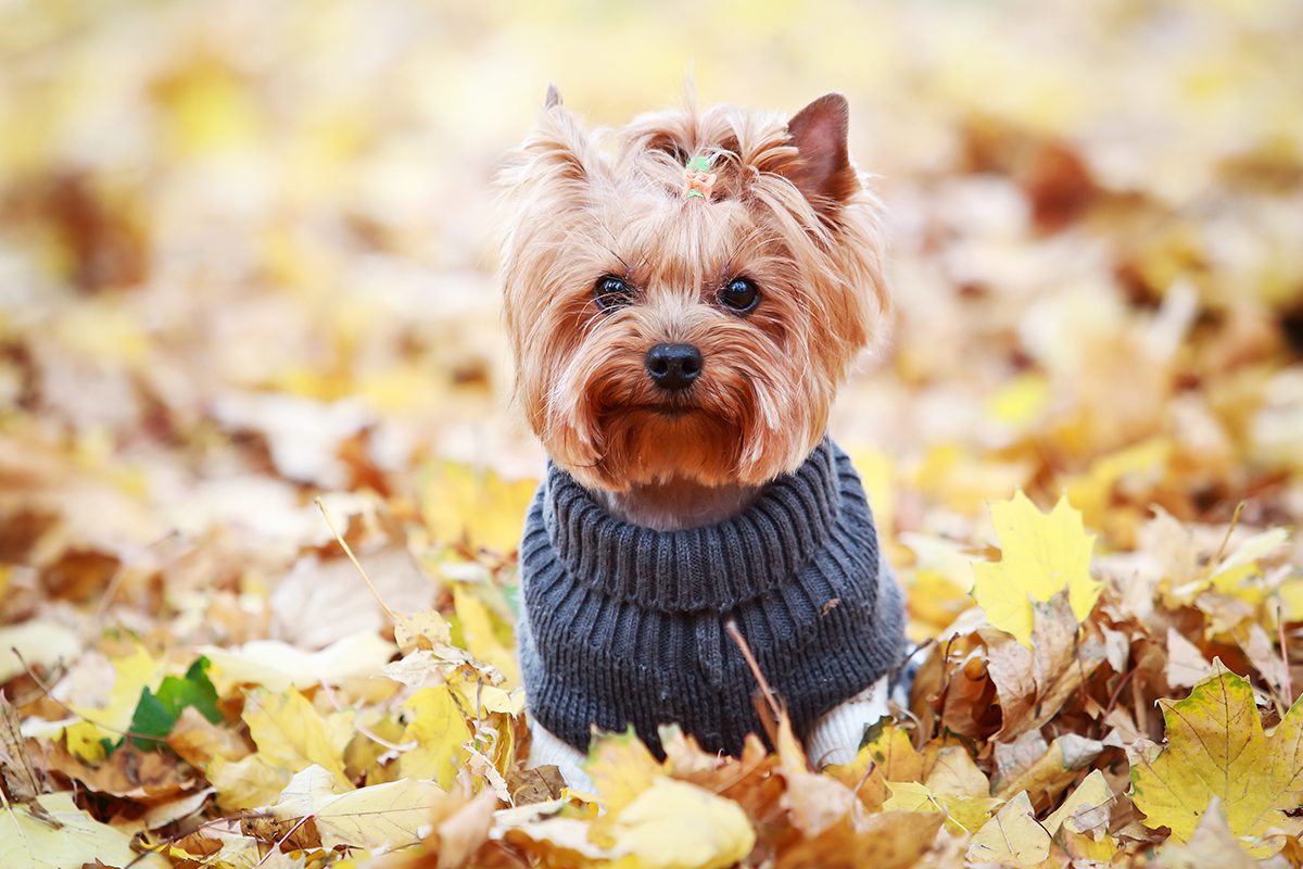 Yorkie wearing a sweater sitting in leaves