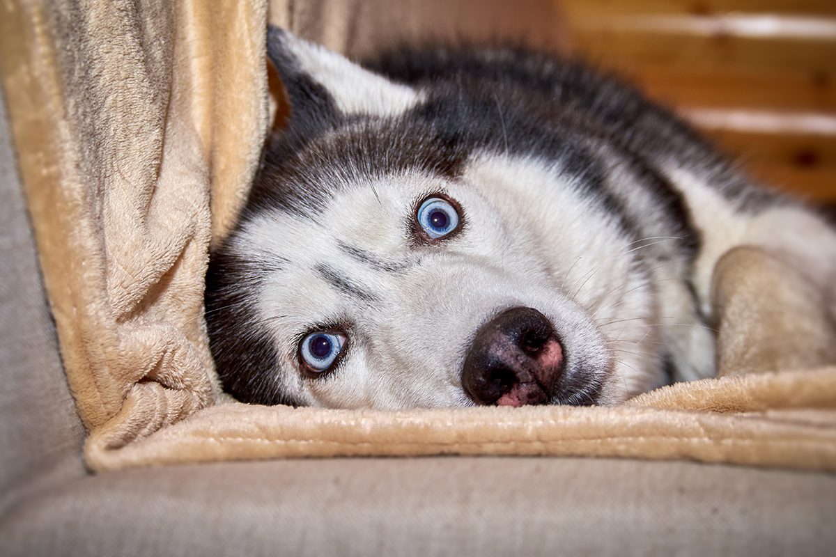 Wide-eyed husky laying down
