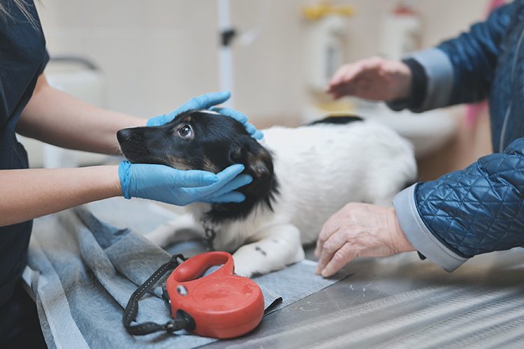Small dog being examined by vet
